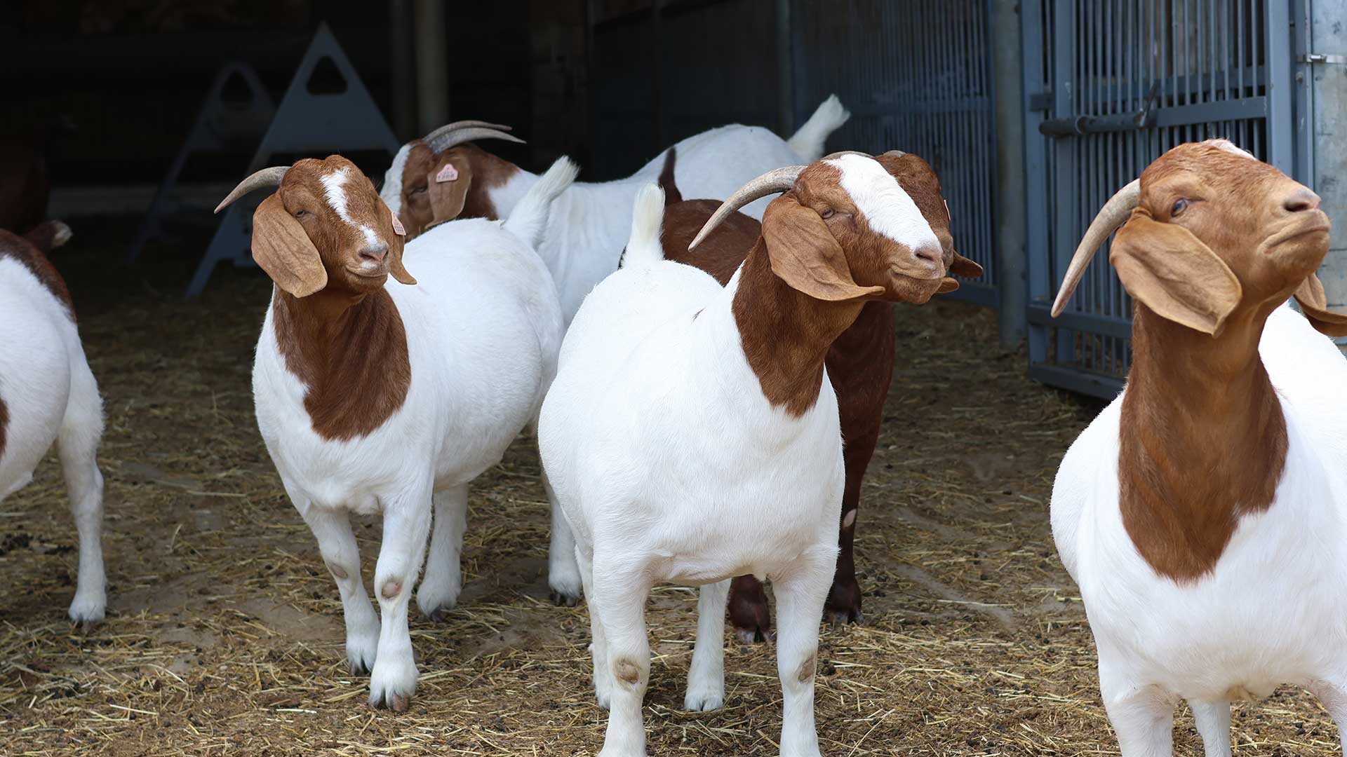 Boer Goat Sales with AwardWinning Bloodline Land of Grace Farm