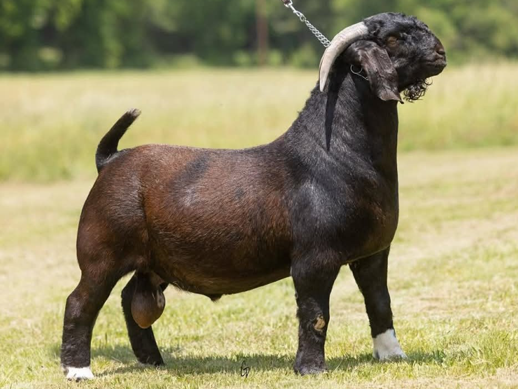 Land of Grace Farm's Boer Goat
