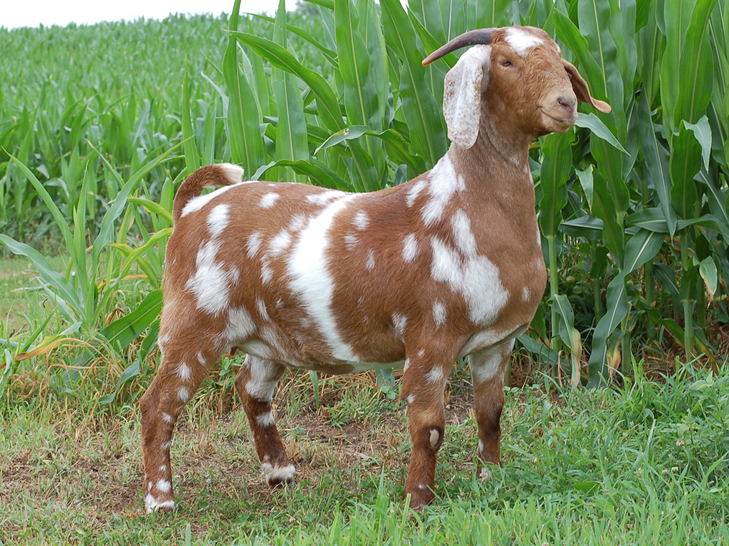 Land of Grace Farm Doe